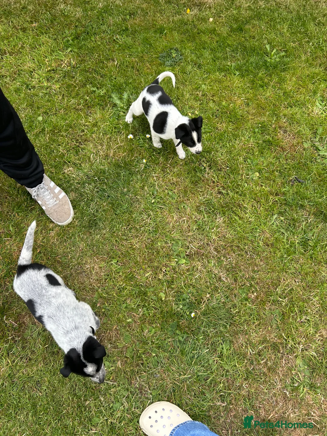 Mixed Breed dogs for sale: Australian cattle dog X Collie Greyhound  - Advert 2