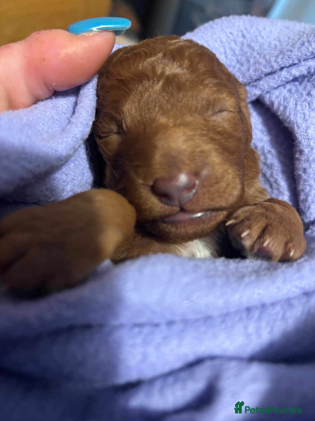 Labradoodle dogs for sale: Gorgeous red fox labradoodle  - Advert 7