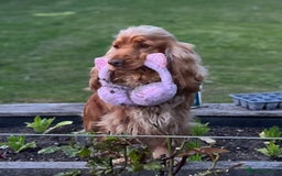 Cocker Spaniel dogs for sale: KC Show Cocker Spaniel Puppies - Due Sept  - Image 9