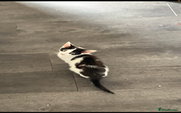Mixed Breed cats for sale: 1yr female cat.2 playful male kitten available  in Stoke-on-Trent - Image 11