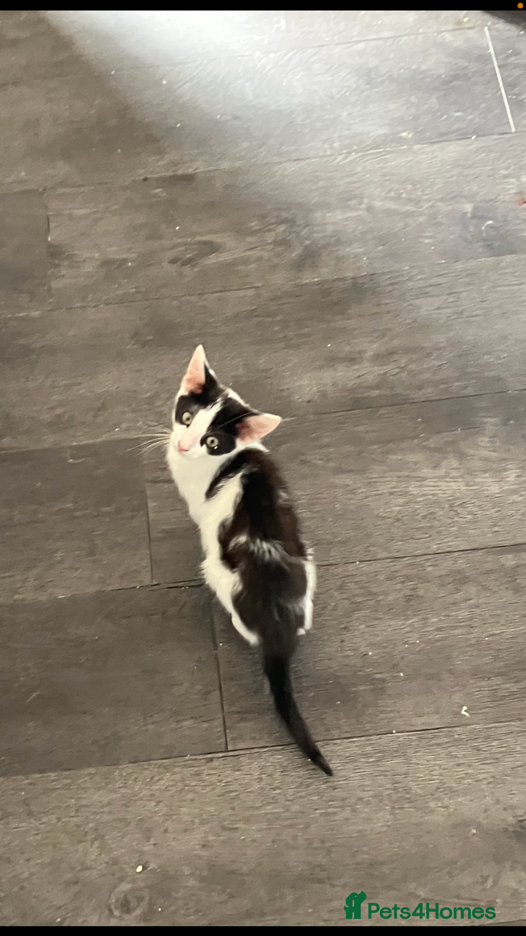 Mixed Breed cats for sale: 1yr female cat.2 playful male kitten available  in Stoke-on-Trent - Image 11