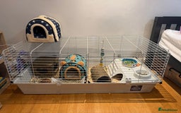 Guinea Pig rodents for sale: 2 baby 12 week male Guinea Pigs + Cage - Image 5