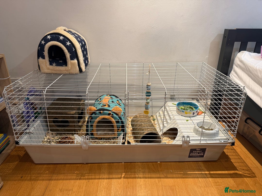 Guinea Pig rodents for sale: 2 baby 12 week male Guinea Pigs + Cage - Image 5
