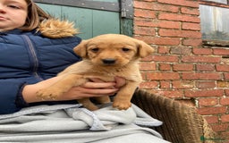 Labrador Retriever dogs for sale: Labrador puppies for sale 🐶 - Image 11