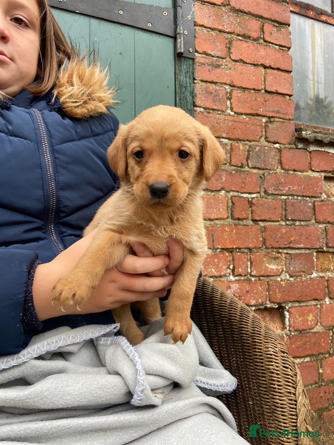 Labrador Retriever dogs for sale: Labrador puppies for sale 🐶 - Image 11