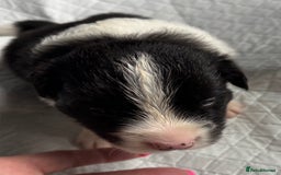 Border Collie dogs for sale:  Long Haired KC Reg Border Collie puppies for sale - Image 17