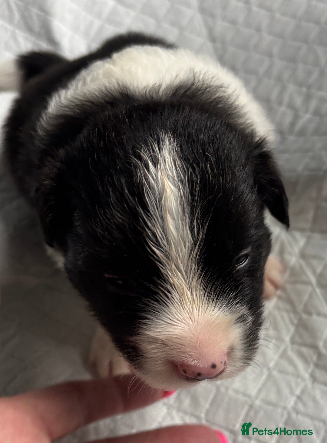 Border Collie dogs for sale:  Long Haired KC Reg Border Collie puppies for sale - Image 17