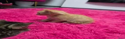Mixed Breed cats for sale: Beautifull kittens ready to go  - Advert 23