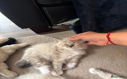 Ragdoll cats for sale: Ragdoll kittens - Image 10