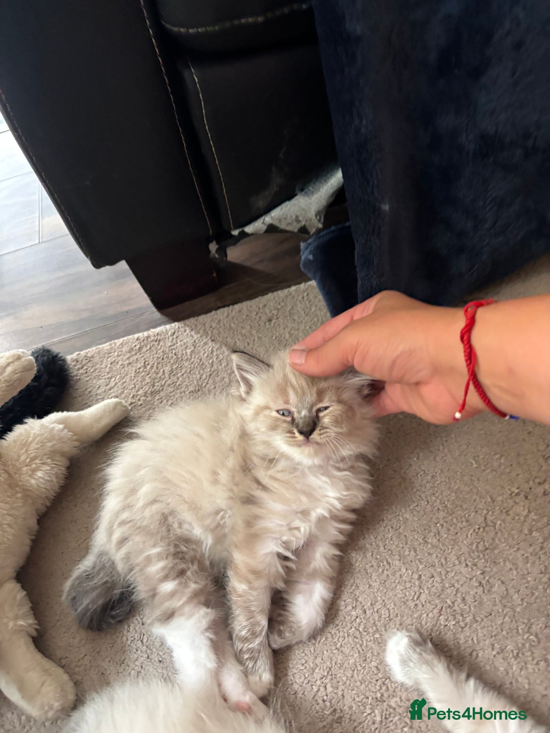 Ragdoll cats for sale: Ragdoll kittens - Image 10