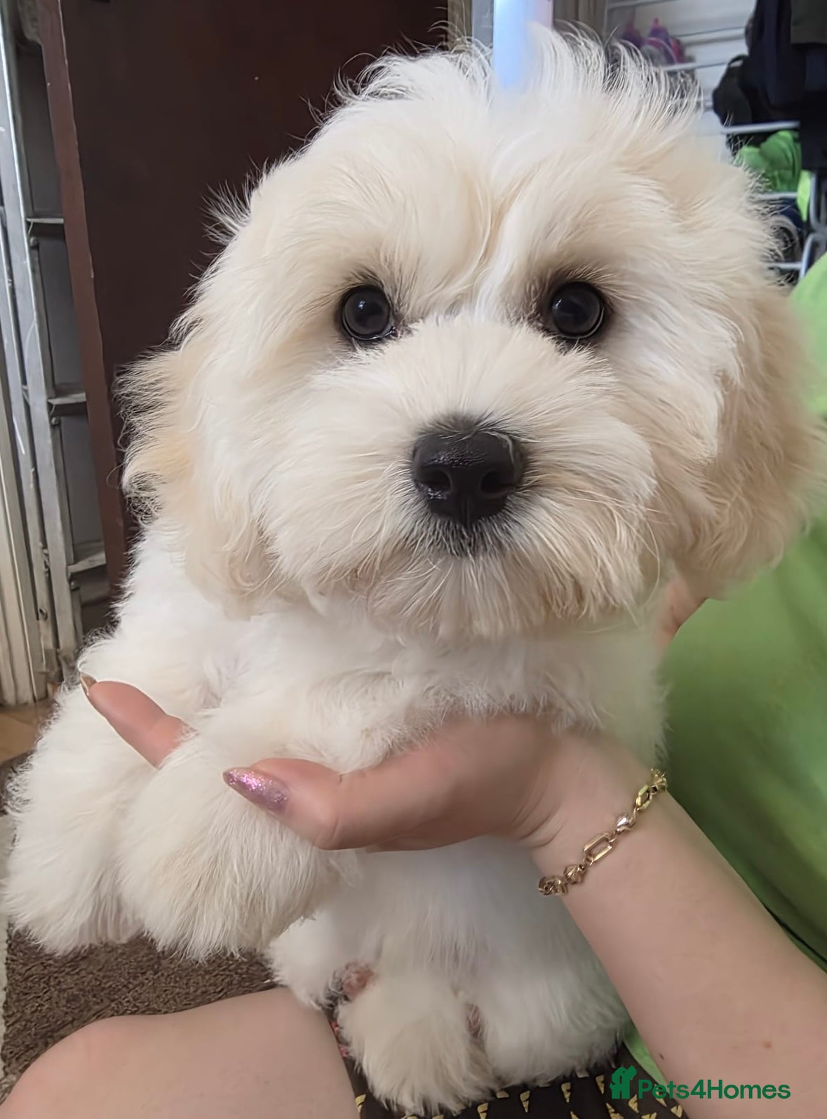 Bichon Frise dogs 2 Male Bichon Frise Puppies for Sale 🐶🩵🩵 - Advert 13
