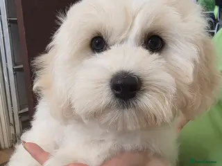 Bichon Frise dogs 2 Male Bichon Frise Puppies for Sale 🐶🩵🩵 - Advert 13