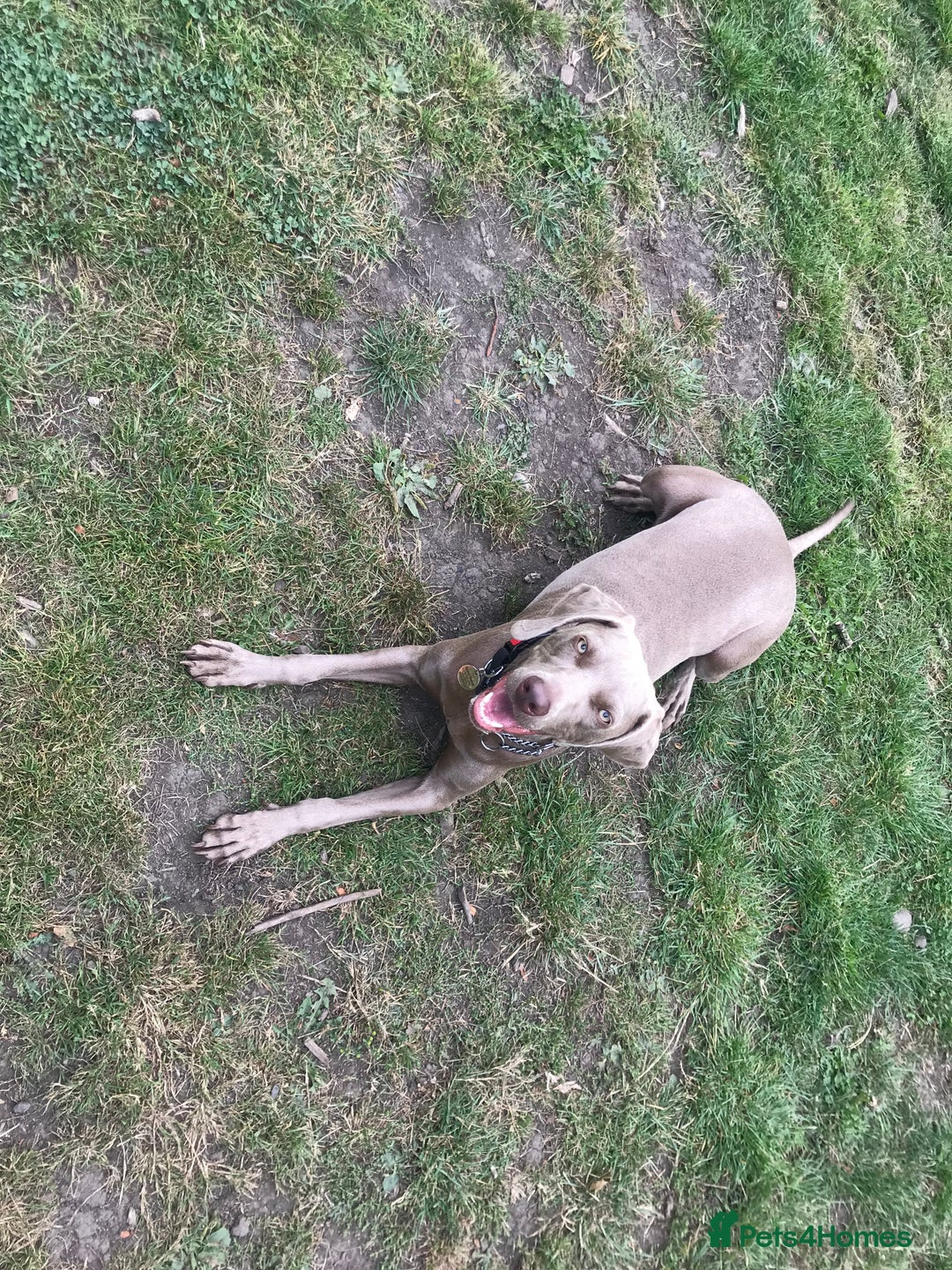 Weimaraner dogs for sale: KC registered Silver puppies - Advert 2