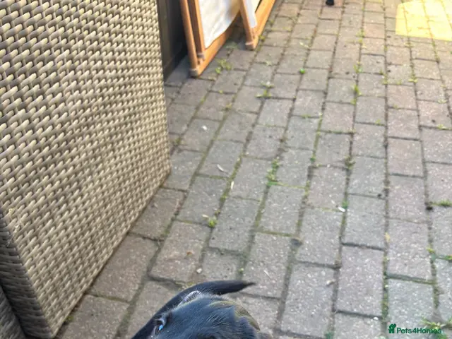 Goldador dogs for sale: Goldador with a dash of dalmation 1 left - Advert 2