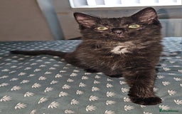 Turkish Angora cats for sale: Adorable 2 Kittens - Image 2