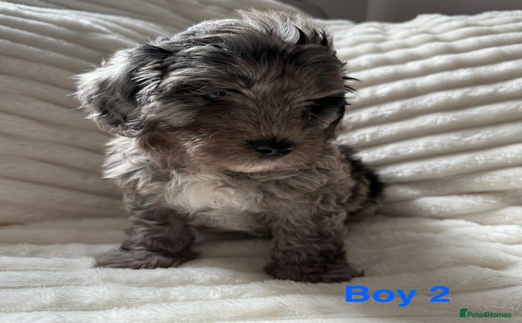 Lhasapoo dogs - Advert 2