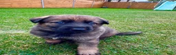 German Shepherd dogs for sale: KC Registered German Shepard Puppies 🐾🐾🐾 - Advert 14
