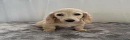 Miniature Dachshund dogs for sale: Beautiful long coat puppies ready now - Advert 34