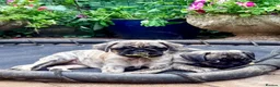 Pug dogs for sale: Adorable one of a kind. loving KCreg PUG puppies  - Advert 24