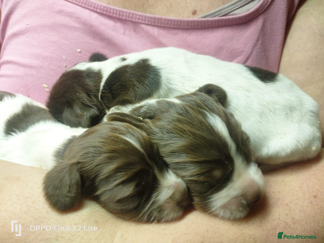 Cocker Spaniel dogs for sale: Working Cocker Spaniel Puppies For Sale - Image 18