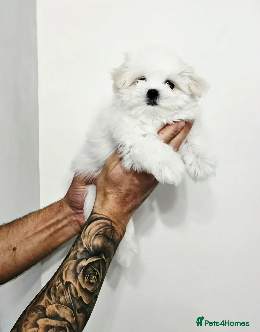 Maltese dogs for sale: Maltesse puppy  - Advert 1