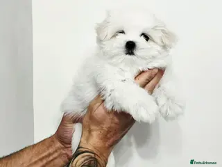 Maltese dogs Maltesse puppy - Advert 10