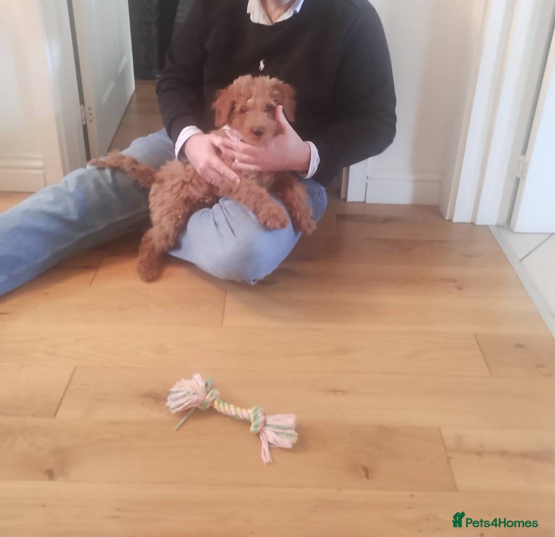 Goldendoodle dogs for sale: Gorgeous, Fun-Loving Puppy Looking for a New Home - Advert 6