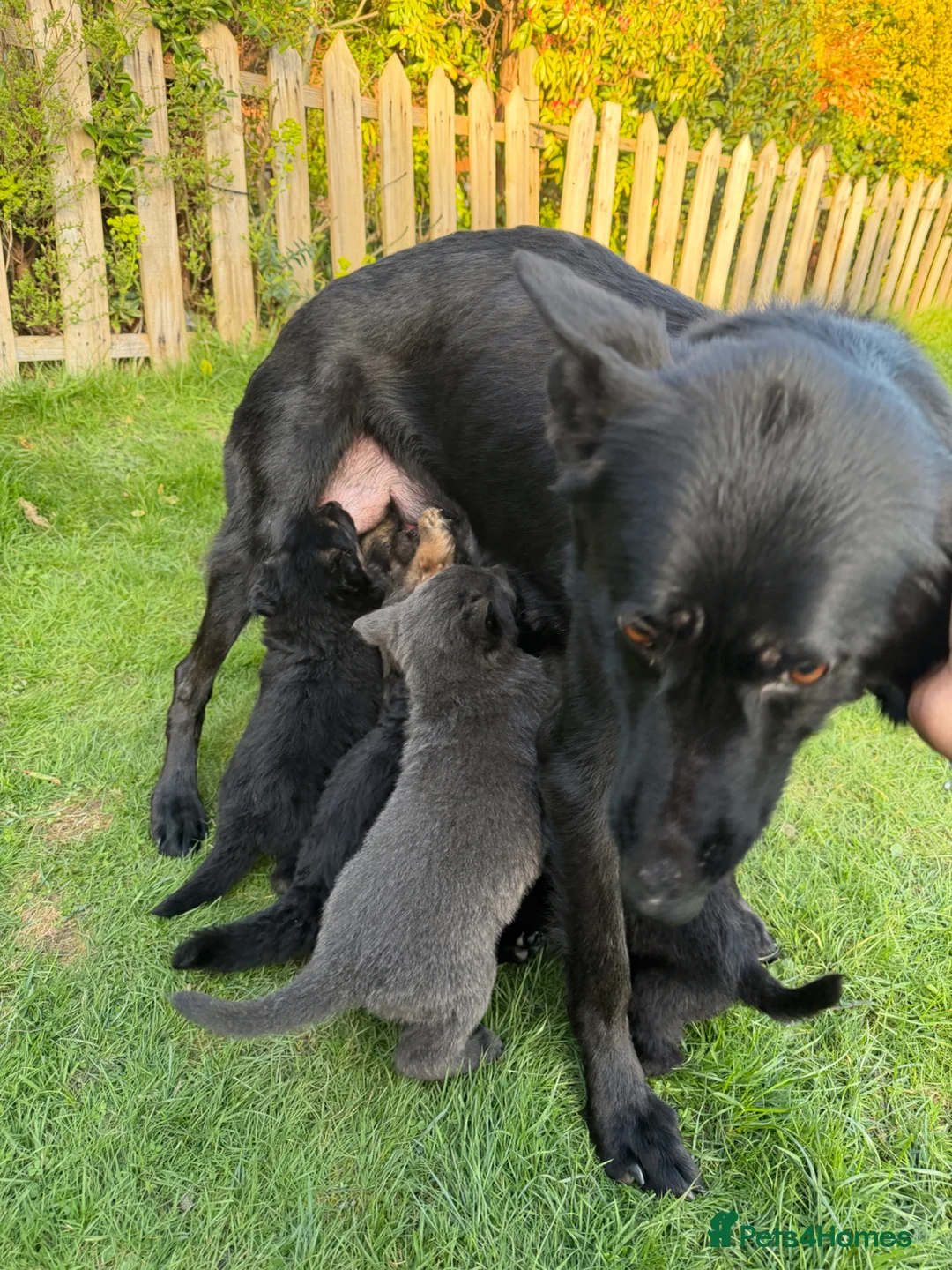 German Shepherd dogs for sale: German Shepherd Puppies for Sale.Multiple colours in Leeds - Advert 1