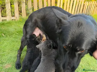 German Shepherd dogs German Shepherd Puppies for Sale.Multiple colours - Advert 1