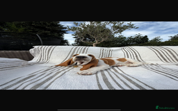 Basset Hound dogs for sale: Handsome five month old Basset Hound - Image 3