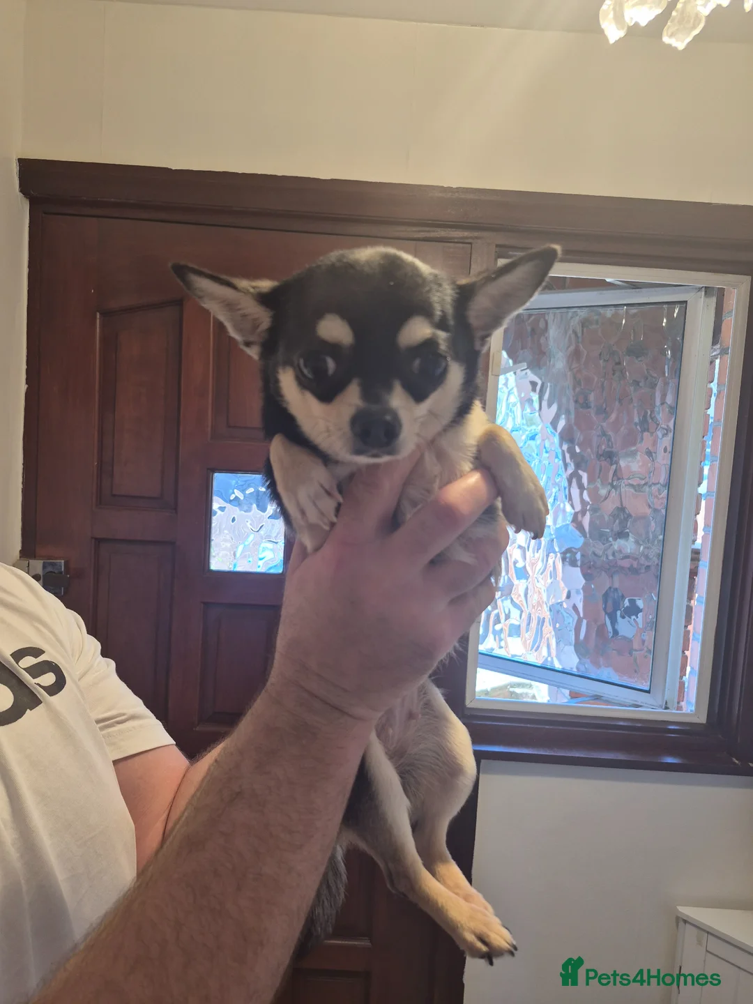Chihuahua dogs for sale: Beautiful black and tan girl  - Advert 2