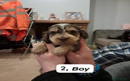 Cocker Spaniel dogs for sale: Show type Cocker spaniel puppies for sale - Image 3