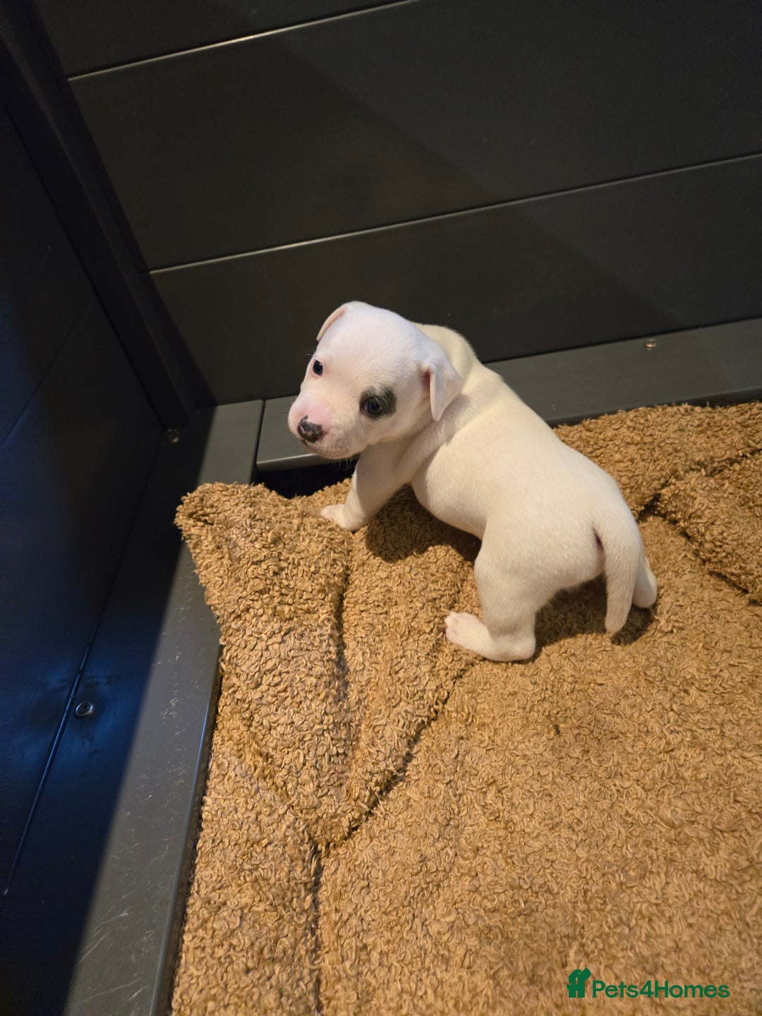 Staffordshire Bull Terrier dogs for sale: VERY RARE WHITE BLUE PIED & BLUE/WHITE SBT'S - Image 6
