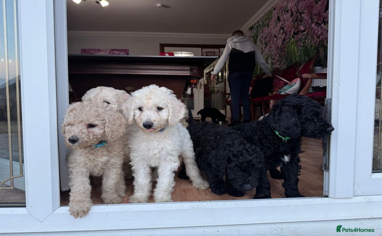 Goldendoodle dogs Golden doodle F1B stunning puppies  - Advert 16