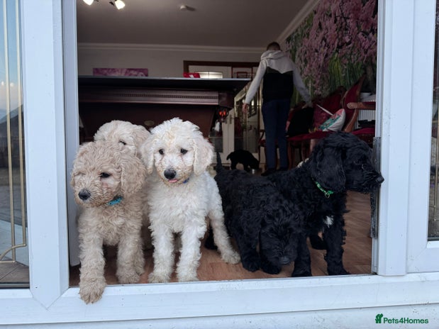 Goldendoodle dogs Golden doodle F1B stunning puppies - Advert 16