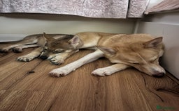 Mixed Breed dogs for sale: 💛Pomsky & Czechoslovakian Wolfdog Puppy Sisters🤎 - Image 15
