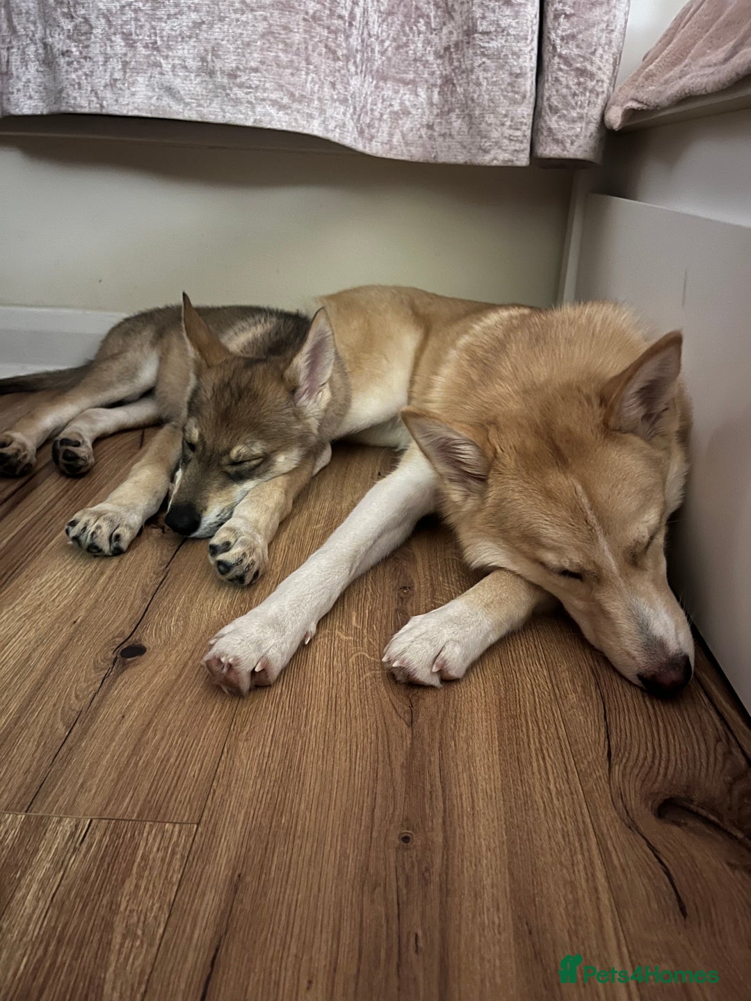 Mixed Breed dogs for sale: 💛Pomsky & Czechoslovakian Wolfdog Puppy Sisters🤎 - Image 15