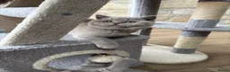 British Shorthair cats for sale: Beautiful lilac British shorthair sisters - Advert 6