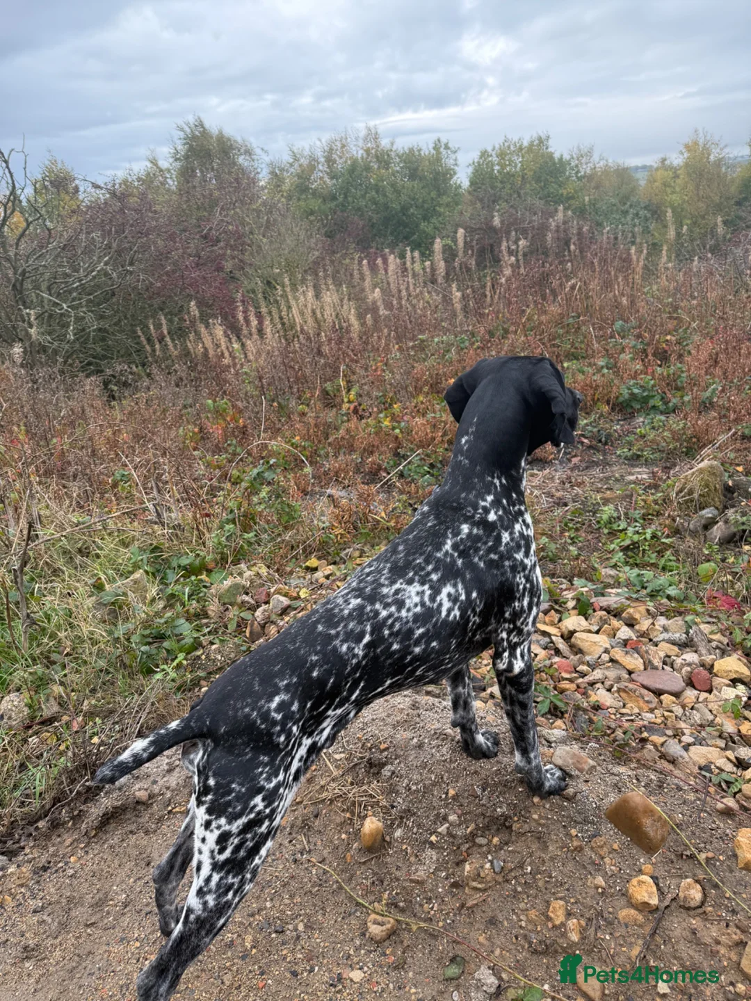 German Shorthaired Pointer dogs for sale: Exceptional GSP for sale  - Advert 3