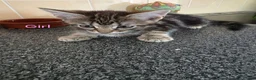 Mixed Breed cats for sale: Kittens looking for their forever homes - Advert 15
