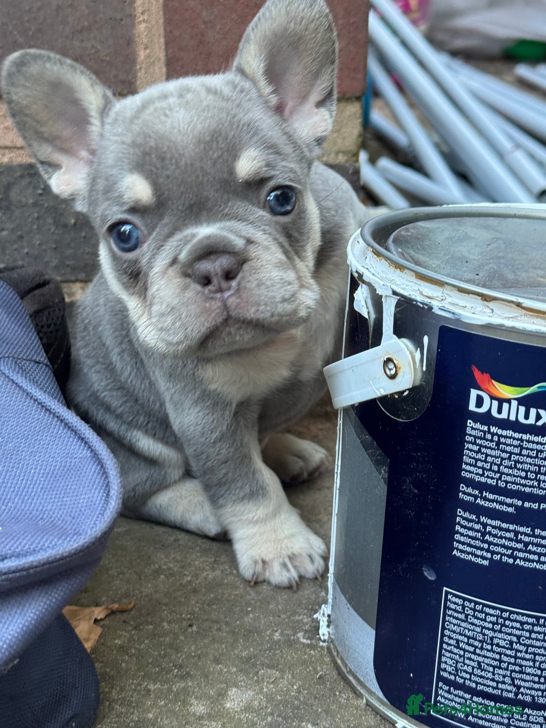 French Bulldog dogs for sale: Blue/fawn french bulldog boys with blue eyes 🐾💙 - Image 3