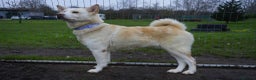 Akita dogs for adoption: Mitzi - Advert 4