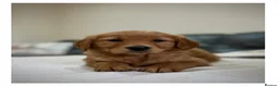 Golden Retriever dogs for sale: Quality KC Registered Golden Retriever Puppies - Advert 8