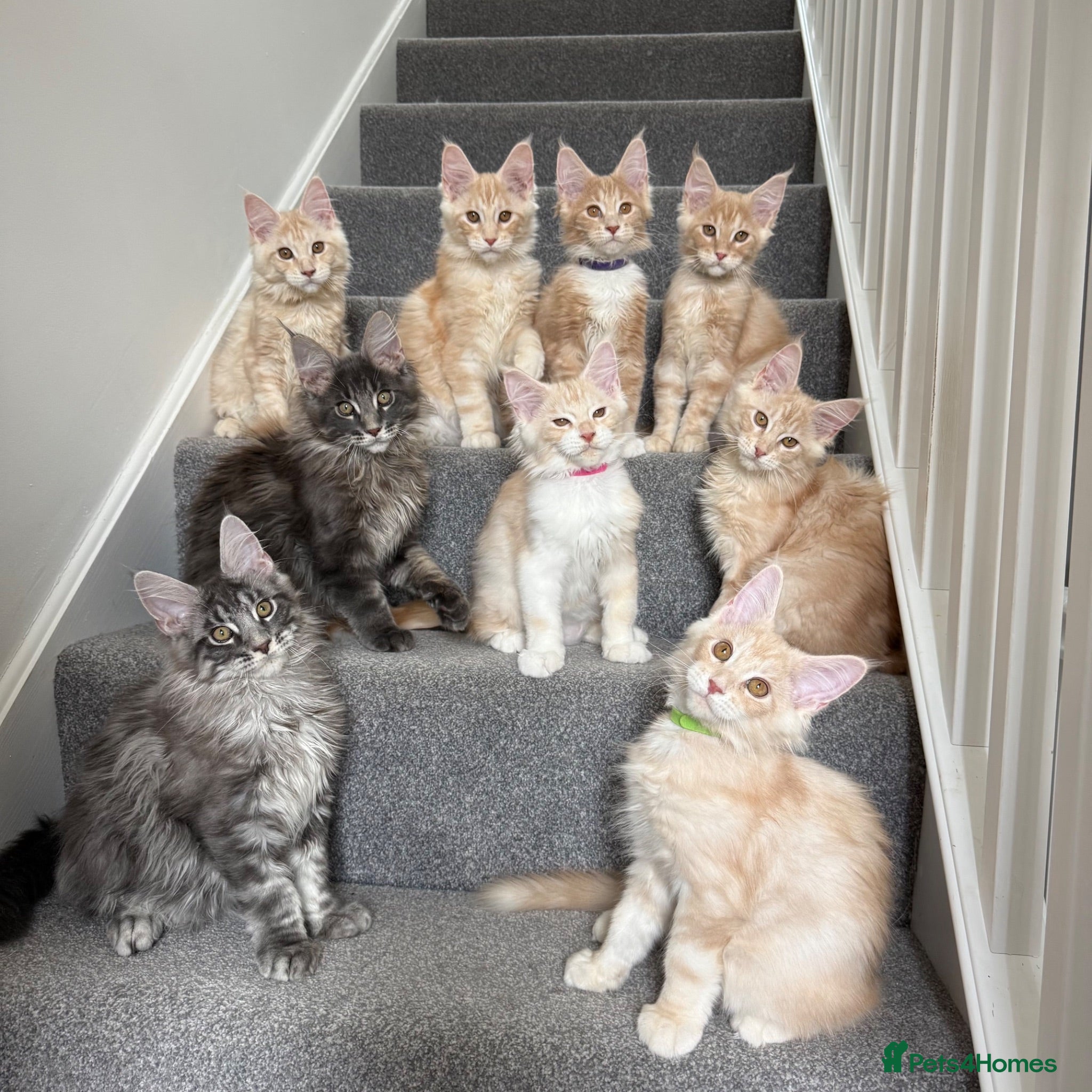 Maine Coon cats Champion line kittens 🥰 Ready to go 🥰 - Advert 1