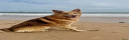 German Shepherd dogs for stud: Isabella German shepherd stud dog  - Advert 6