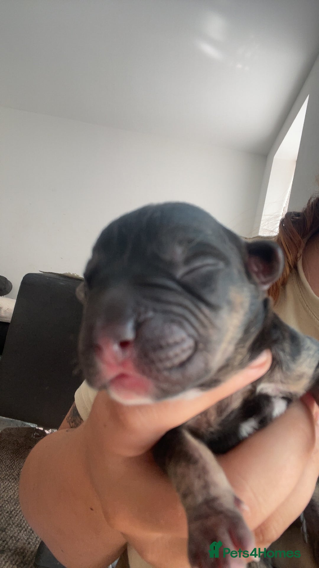 Mixed Breed dogs for sale: Presa canario cross cane corso pups - Image 11