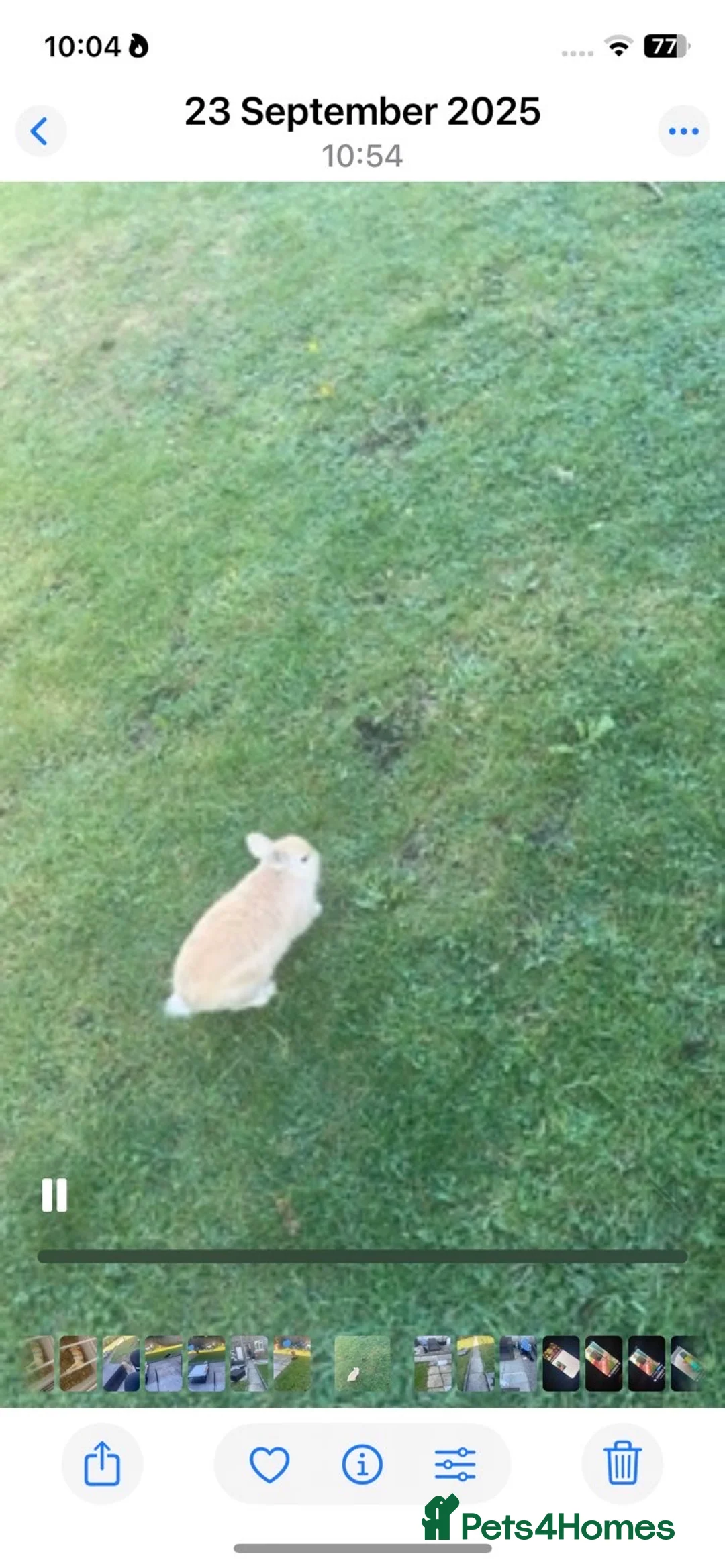 Netherland Dwarf rabbits for sale: Unnutured neverland dwaf rabbit baby  - Advert 3