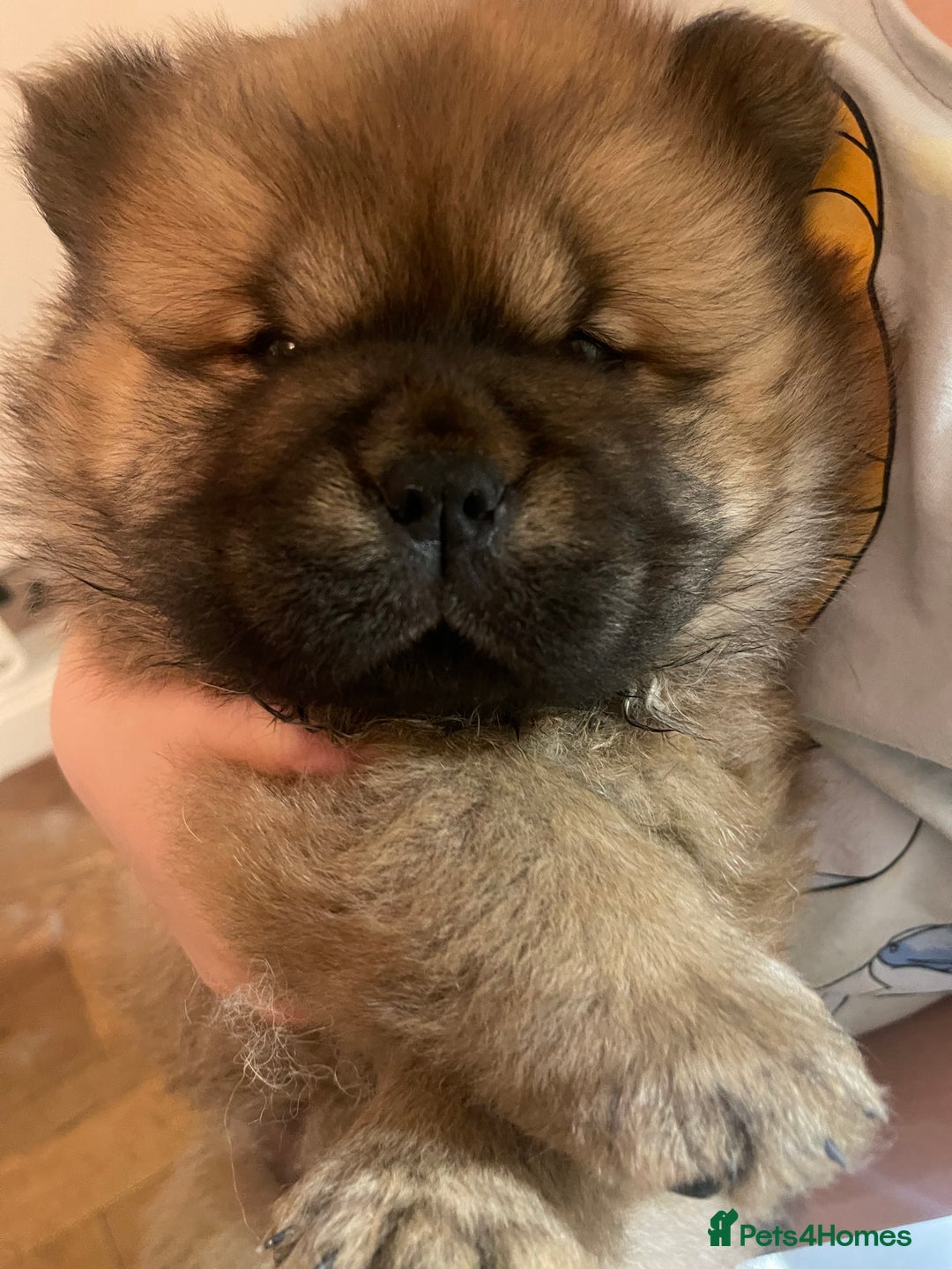 Chow Chow dogs for sale:  Chow chow  - Advert 7