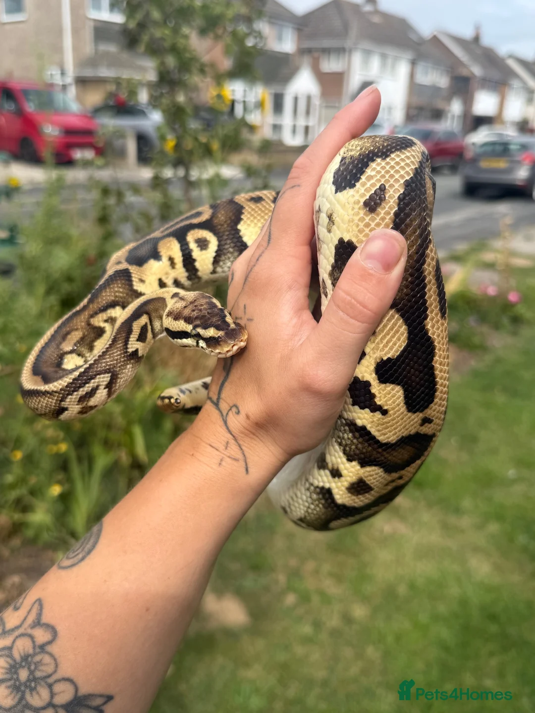 Python Snake reptiles for sale: Rehomeing Leo  - Advert 1