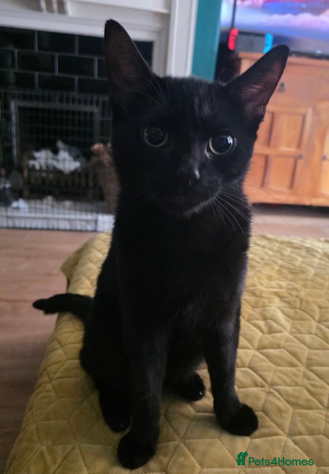 Mixed Breed cats for sale: 9 month old female cat looking for forever home! - Image 3